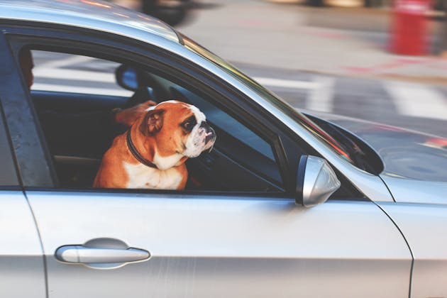 Power window with dog looking out of the car